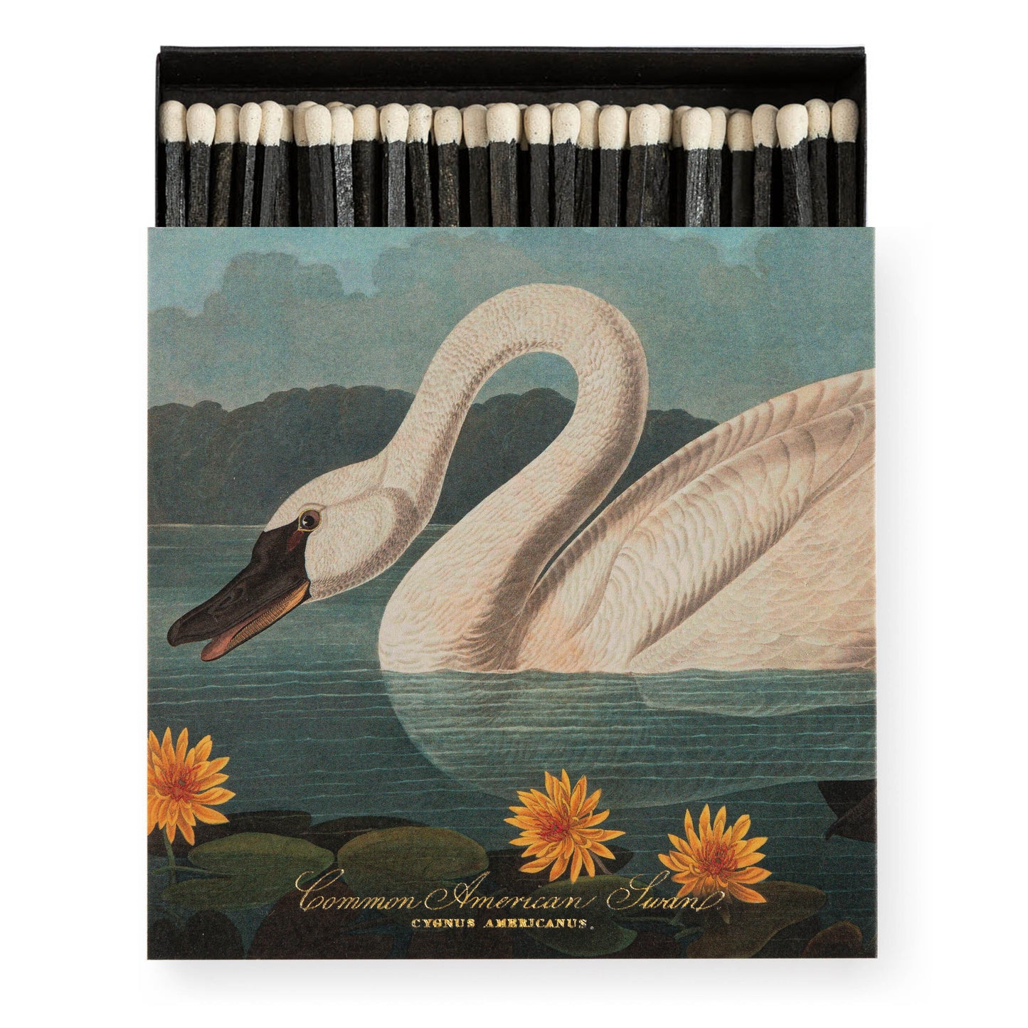 Fyrstikker Archivist Gallery The Common American Swan